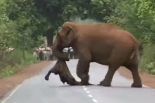 Elefante traslada a su hijo fallecido hacía funeral