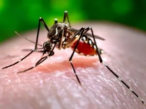 Secretaría de Salud intensifica acciones contra el chikungunya