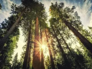 ¿Cuál es el árbol más alto del mundo?