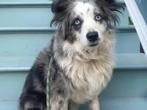 Mujer ofrece recompensa de 7 mil dólares por perro robado
