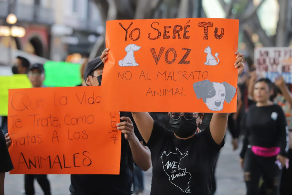 Manifestación contra el maltrato animal