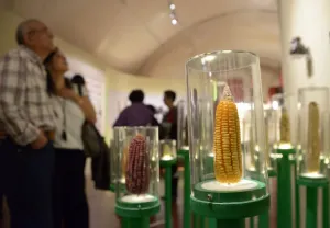 Exposición muestra a la milpa como patrimonio biocultural