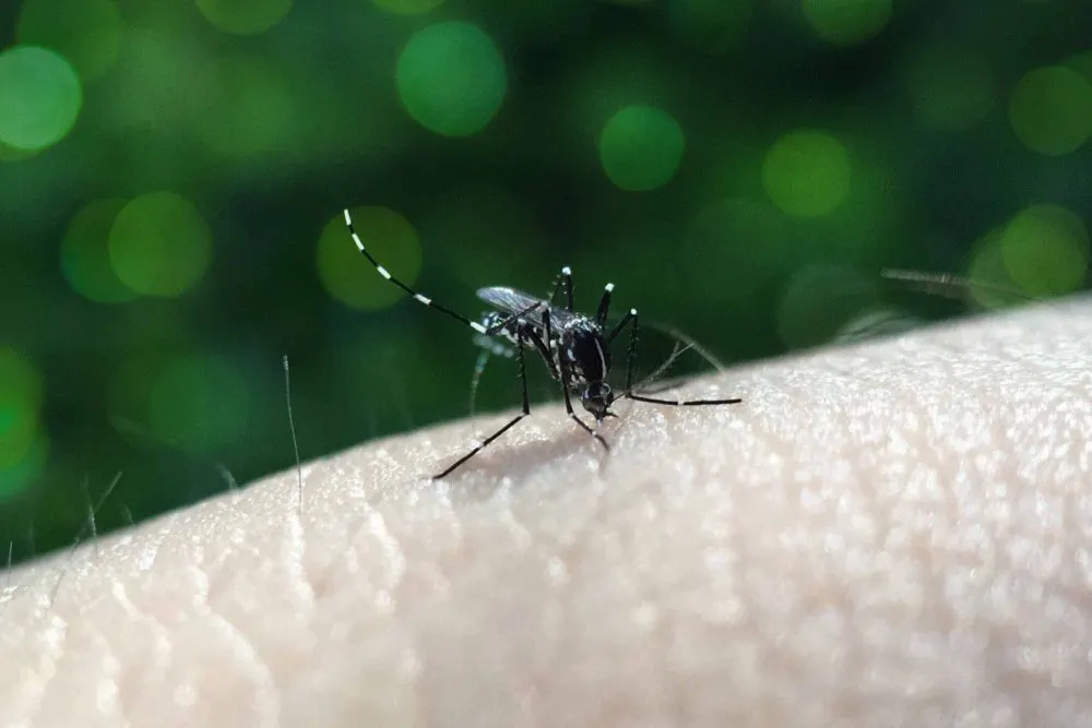 Reporta Salud 40 nuevos contagios por dengue en Puebla