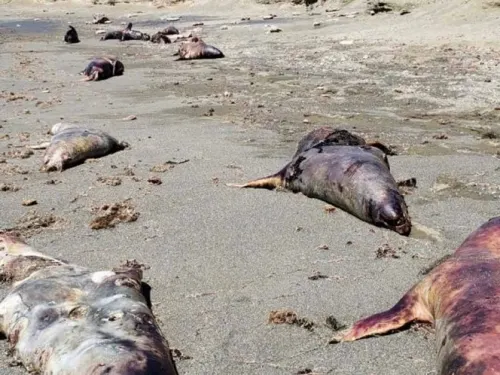 Aparecen muertos 150 lobos marinos en playa de BCS