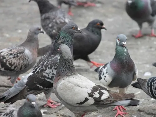 Anticonceptivos para palomas por sobrepoblación