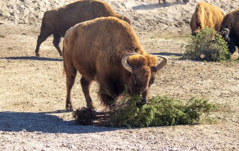ayto-pue-verde-navidad-africam-safari