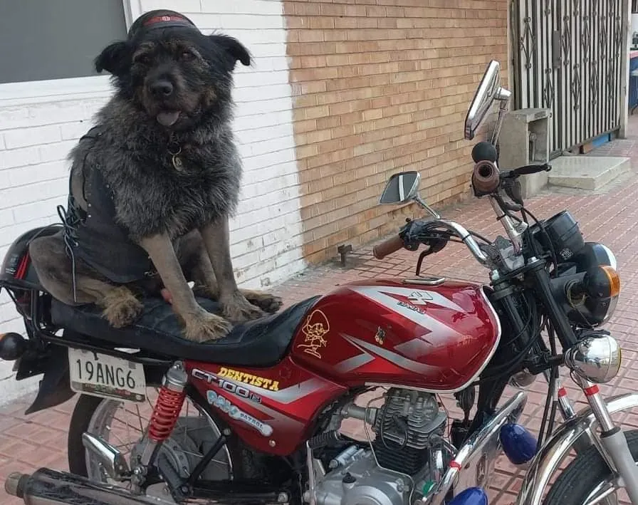 Perro