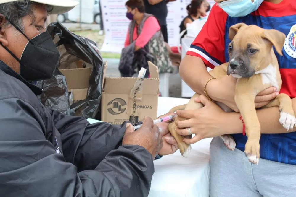 Lleva ayuntamiento de Puebla servicios de esterilización y vacunas para animales de compañía a la .U.H. Rivera Anaya