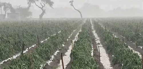 Lluvias y granizadas han afectado 520 hectáreas de siembra de hortalizas en Puebla: Sagarpa