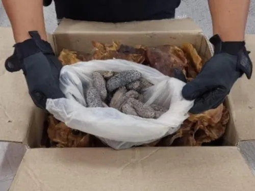 GN asegura buche de Totoaba en aeropuerto de Querétaro