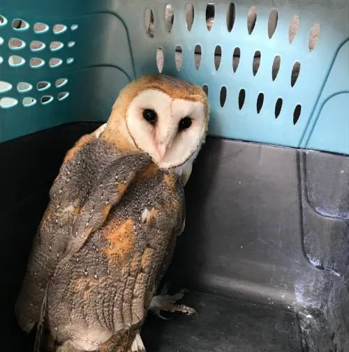 Libera Profepa cuatro aves de presa Parque Estatal Cerro Zapotecas