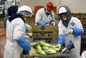 Ligan parásitos en ensaladas de EU con empresa mexicana