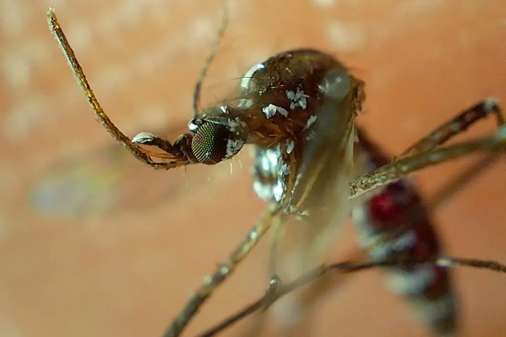 Dengue