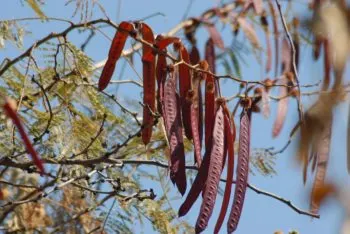 Mientras cortaba guajes, un anciano cayó del árbol y murió en Izúcar de Matamoros