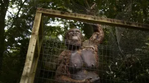 ¿Cómo murió el King Kong real?: revelan la causa de la extinción del primate más grande