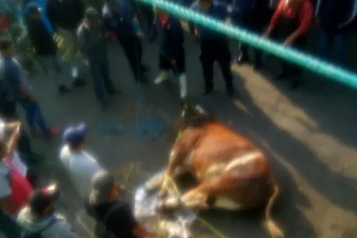 Tres heridos y daños materiales, tras escaparse toro de rastro en Atlixco