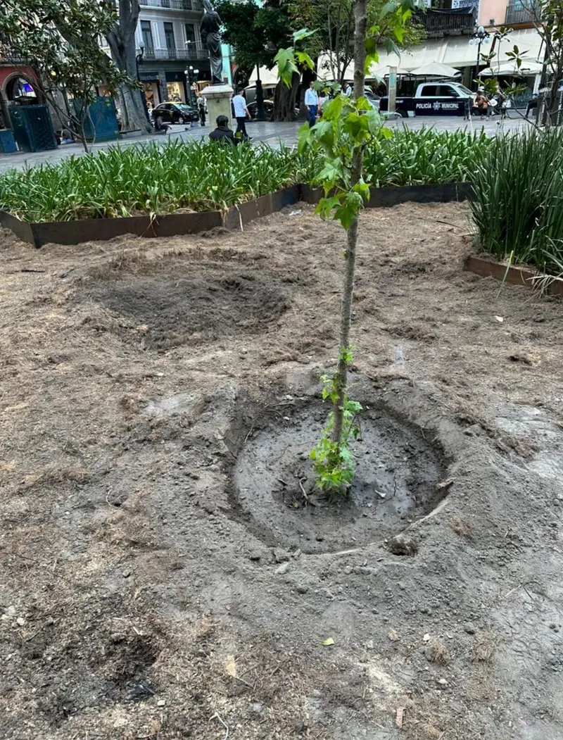ayto-pue-plantacion-arboles-reforestacion