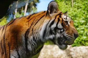 Tigre es visto por calles de Apaseo El Grande, Guanajuato