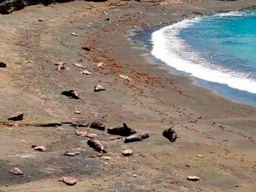 Piden pescadores de La Paz aclarar muerte masiva de lobos marinos