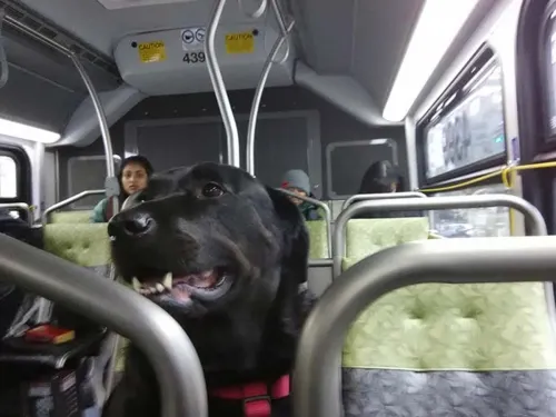 Perrita toma diario el camión, sin su dueño, para ir a pasear al parque