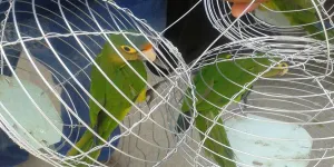 Incauta Profepa 137 ejemplares de vida silvestre en Puebla