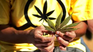 Perú debe pensar en legalizar la marihuana: Expertos
