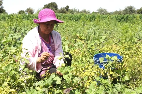 Impulsará SDR programas para mujeres productoras en 2020