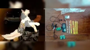 Capturan a gato que acarreaba armas para fuga de reos