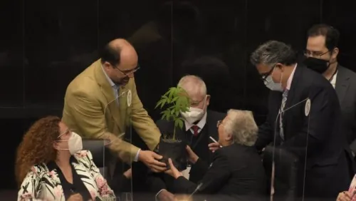 Regala senador planta de marihuana a Sánchez Cordero