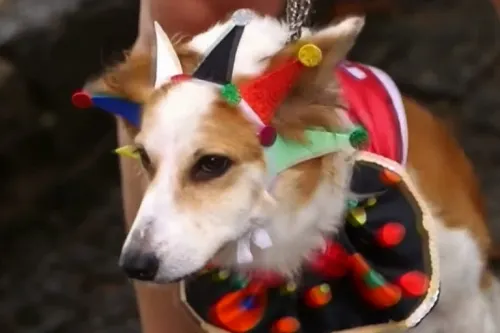 Con disfraces coloridos, perros conquistan Carnaval de Río de Janeiro