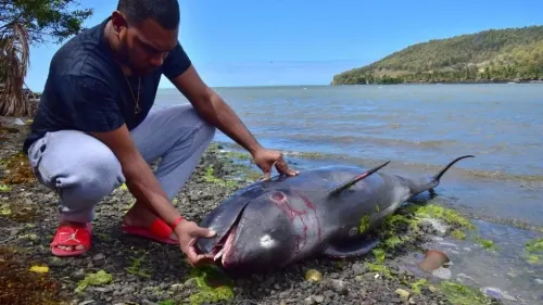 La lucha de una madre delfín por salvar la vida de su cría tras un derrame de crudo