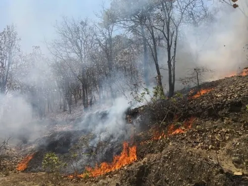 Disminuyen significativamente incendios forestales: PC