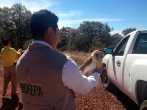 Reintegra Profepa 8 ejemplares de vida silvestre en reserva estatal