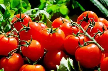 EE. UU. impondrá una cuota compensatoria del 20.91% a importaciones de tomate mexicano
