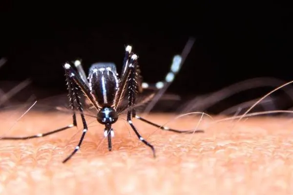 Mosquito Aedes Aegypti
