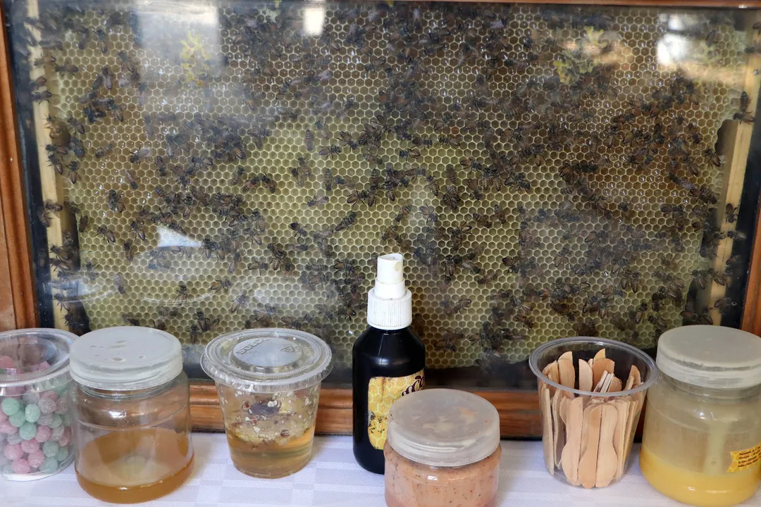 Refrenda Desarrollo Rural importancia de la apicultura en Puebla en “Día Mundial de las Abejas”