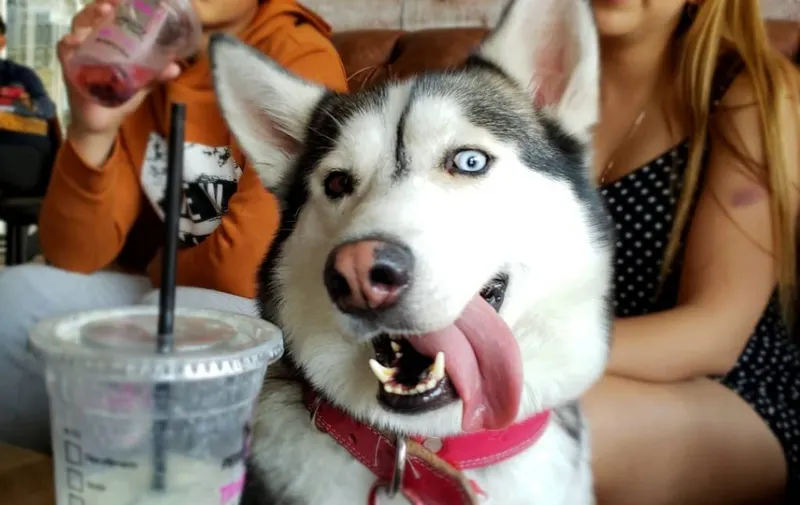 Pet Friendly