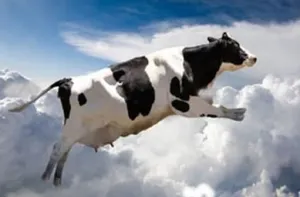 Le cae una vaca del techo y fallece