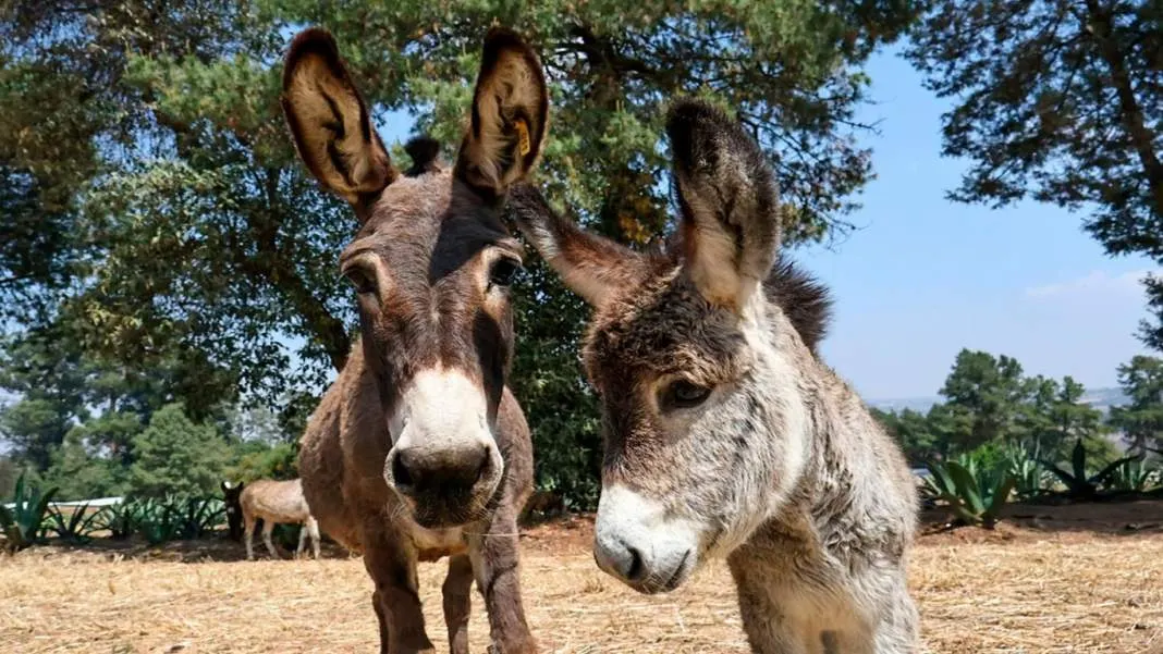 burros