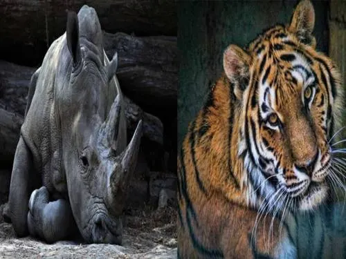China autoriza el uso de cuernos de rinoceronte y huesos de tigre