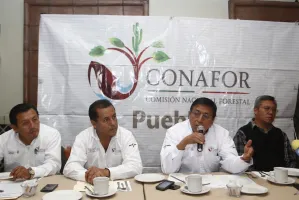 Puebla producirá 94 mil 600 árboles de navidad en esta temporada
