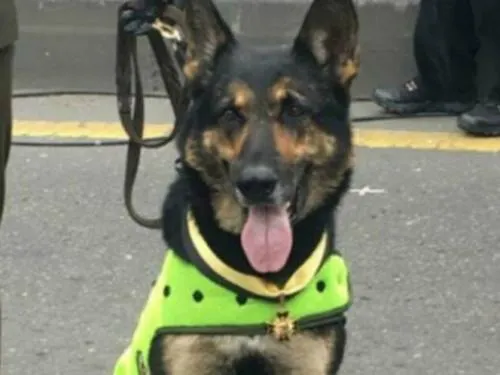 Esta perrita es buscada por un cartel de droga