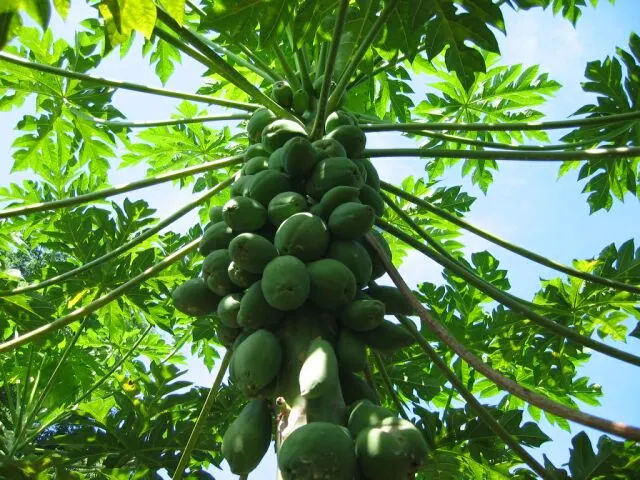 Plaguicidas mal aplicados causarían grandes pérdidas a cultivos de papaya