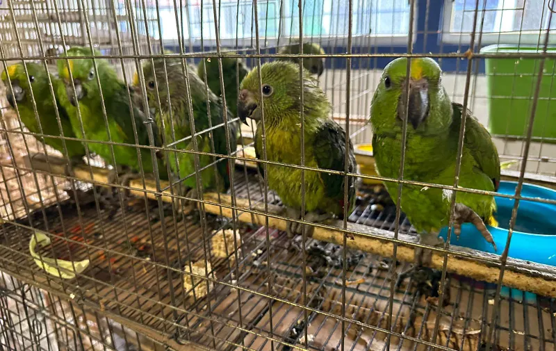 Aves