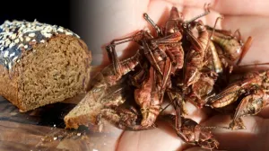 Pan de insectos una forma de terminar con la hambruna: Estudiantes