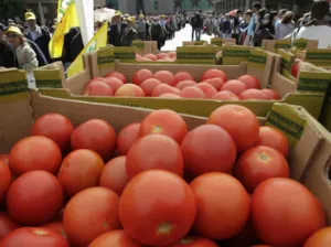 Los tomates pierden sabor en el refrigerador, estudio