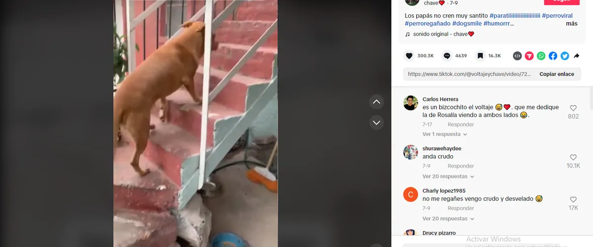 Perrito regañado