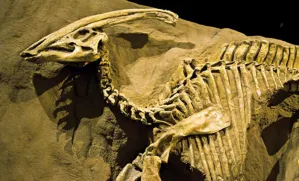 Trabajan proyecto de paleontología para débiles visuales