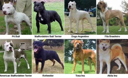 Ayuntamiento califica a razas de perros “como feroces”; habrá sanciones si no usan bozal