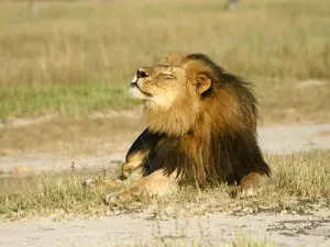 Zimbabue pide extraditar al asesino de Cecil